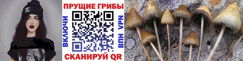 кракен зеркало  Лянтор  Галлюциногенные грибы Psilocybe 
